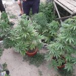 Выращивание автоцветущих растений в Индоре