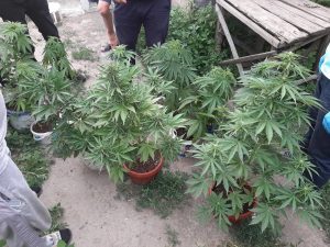 Выращивание автоцветущих растений в Индоре